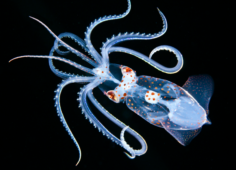 Illustration for article titled 2018's Award-Winning Ocean Photos Will Transport You to Another Planet